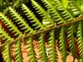 Fern 2